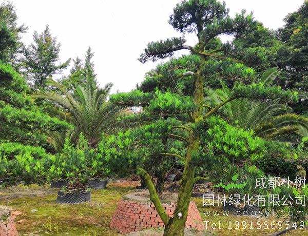 罗汉松的品种分类有哪些？有哪些不同点？怎么分辨？